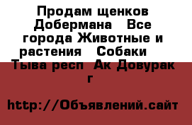 Продам щенков Добермана - Все города Животные и растения » Собаки   . Тыва респ.,Ак-Довурак г.